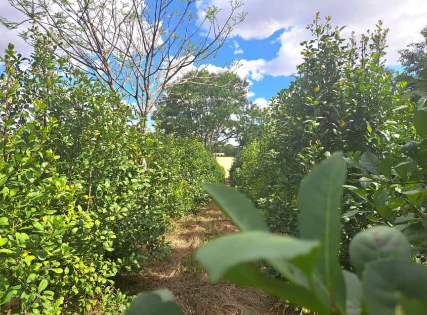 Erva-mate de Machadinho alcança registro de Indicação Geográfica