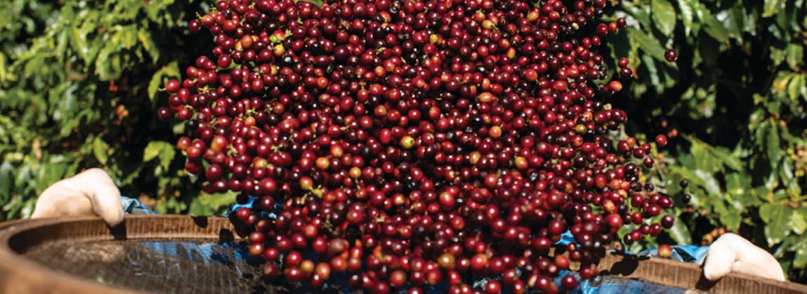 Café do Sudoeste de Minas