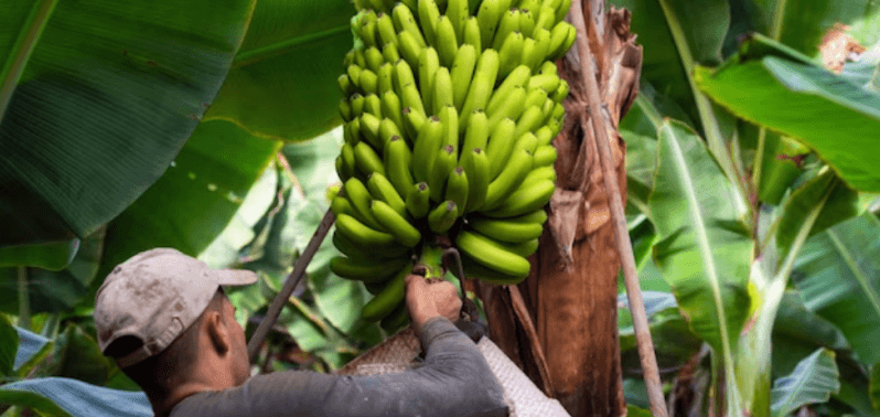 Bom Jesus da Lapa (BA) tem banana reconhecida como IG