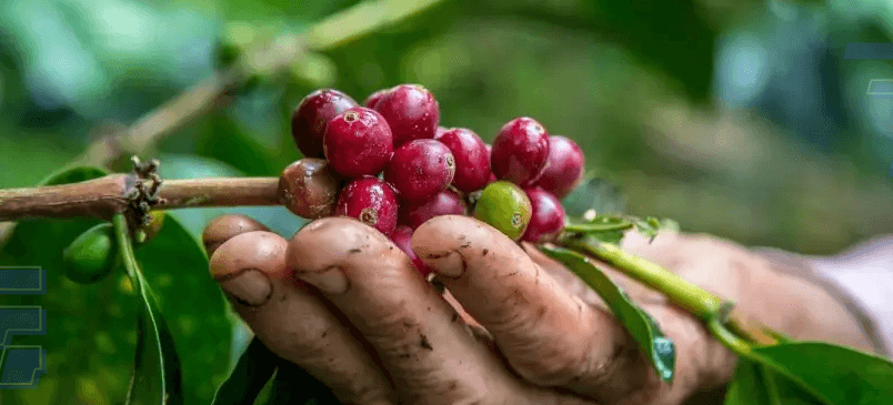 INPI reconhece IG Chapada de Minas para cafés produzidos em 22 municípios