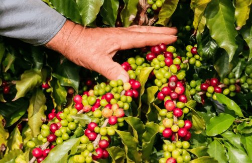 Café da Serra de Apucarana