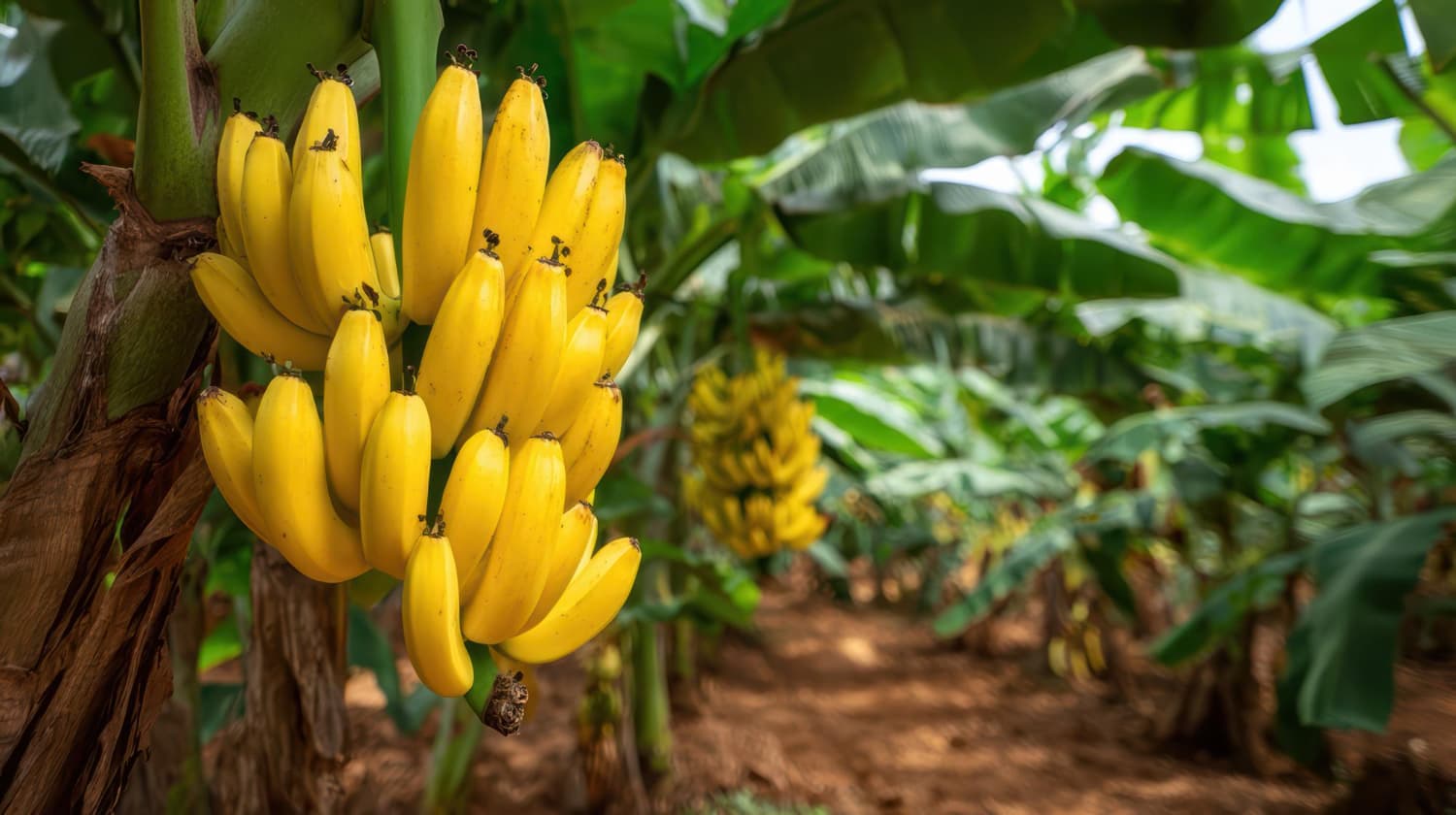 A obtenção da IG é resultado de um esforço coletivo liderado pela Associação dos Bananicultores do Vale do Ribeira (Abavar)