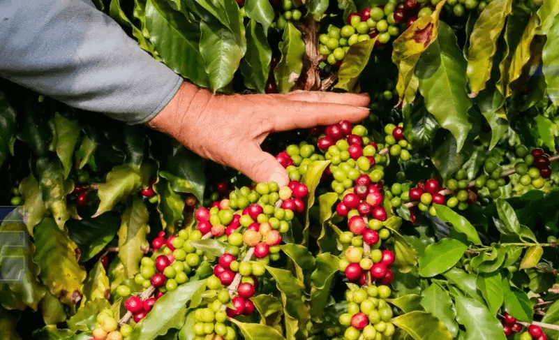 Com Café da Serra de Apucarana, Paraná conquista sua 24ª Indicação Geográfica