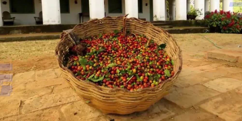 Café da Serra de Baturité (CE) conquista Indicação Geográfica e Brasil chega a 157 produtos certificados
